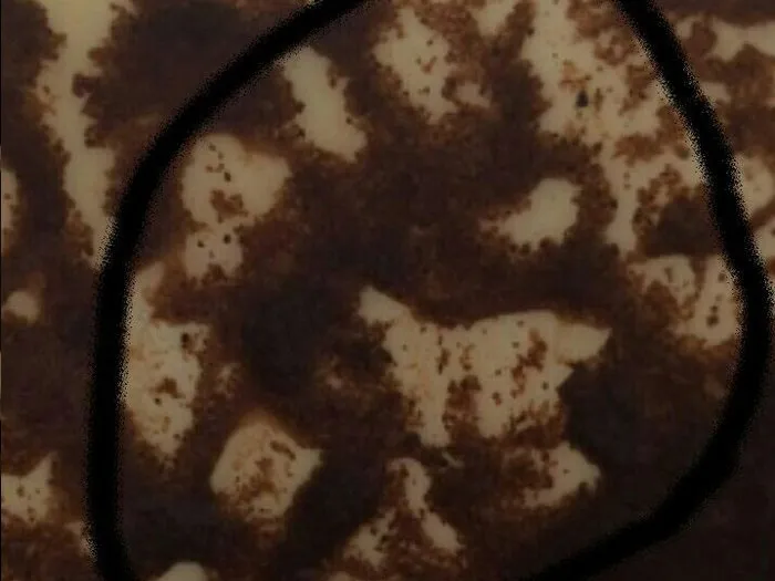 Гадание на кофейной гуще в Заринске